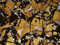 Kuchen